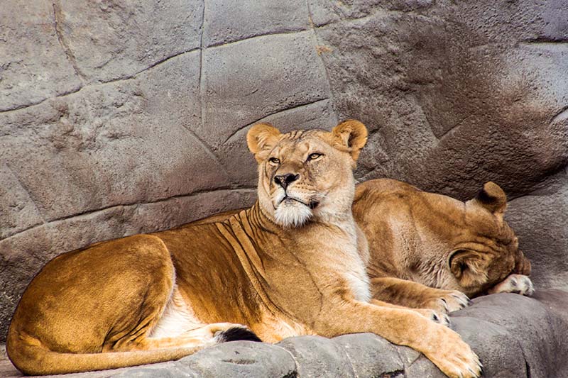 Tierpark-Hagenbeck