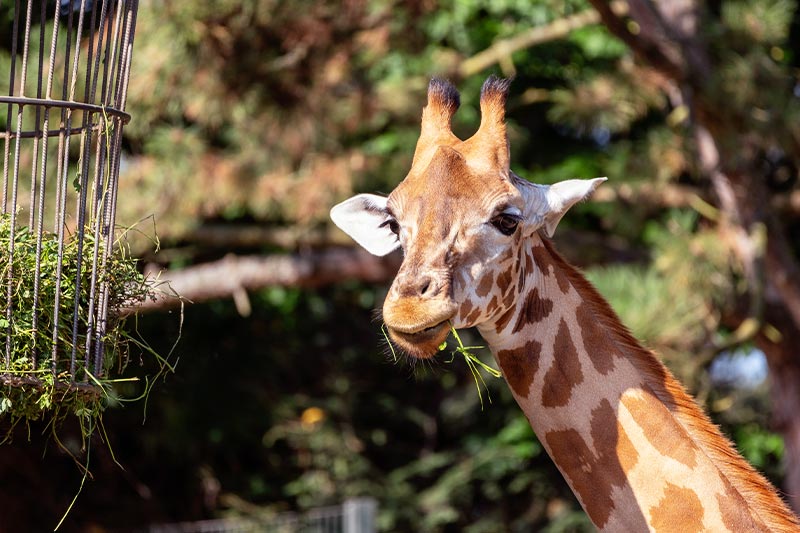 Zoo-Dortmund