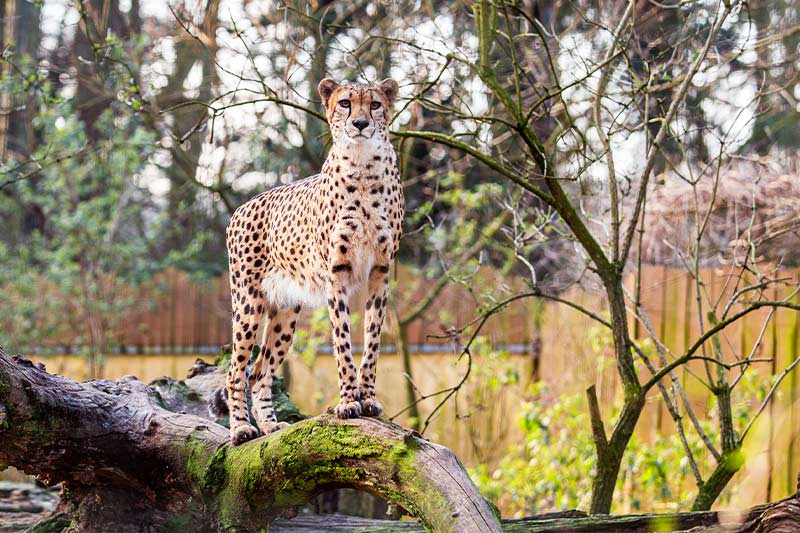 Zoo-Rostock